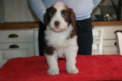 Lily at 8 weeks - front view